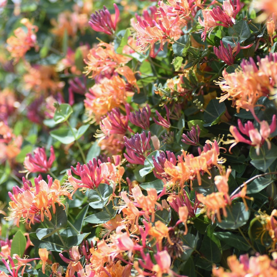 Scent Photos